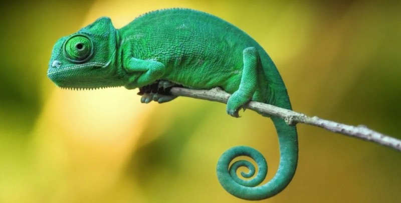 Создать мем: хамелеон животное, хамелеон меняет цвет, зеленый хамелеон