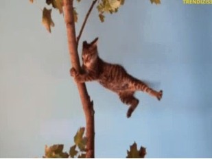 Create meme: jumping cat, Strong wind cat, toyger cat