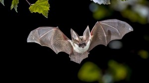 Create meme: Chiroptera, a bat in flight, bat