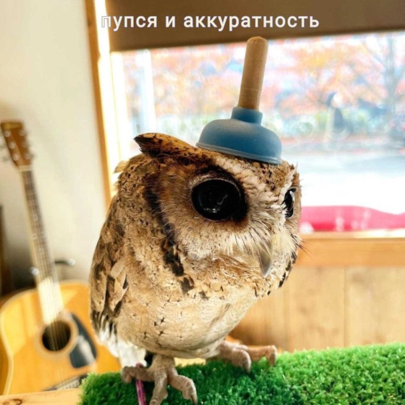 Create meme: owl , the owl is funny, owl owl
