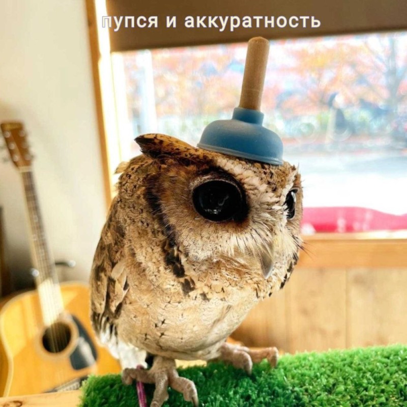 Создать мем: owl, милота сова, сова сова