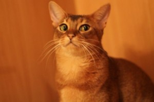 Create meme: Abyssinian, cat