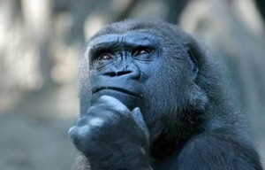Create meme: pensive monkey, gorilla, thoughtful gorilla
