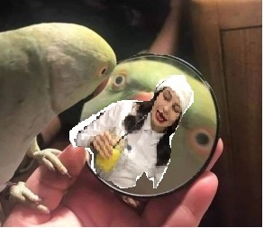 Create meme: parrot, meme with a parrot and mirror, memes with parrots