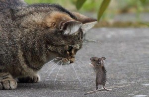 Создать мем: кошка ест мышь, кошка поймала мышку, кошка ловит мышь