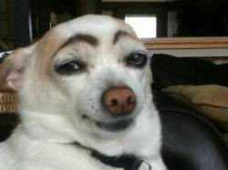 Create meme: the dog eyebrows, a dog with black eyebrows, chihuahua with eyebrows