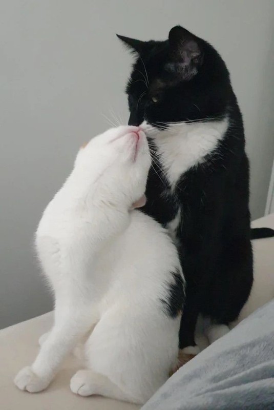 Create meme: cats are black and white love, white cat , seals 