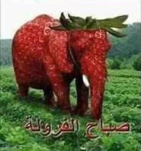 Create meme: strawberry elephant, elephant strawberry, strawberry baby elephant