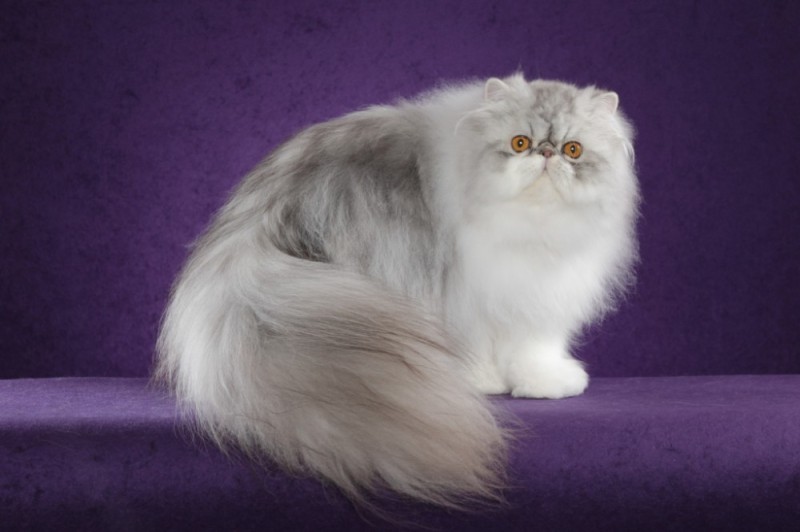 Создать мем: персидская длинношерстная шиншилла, персидский кот, персидская шиншилла экзот