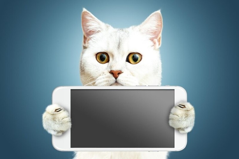 Create meme: the cat is holding the phone, cat , cat phone