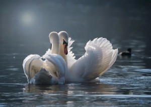 Создать мем: лебеди на пруду, пара лебедей, белый лебедь на пруду