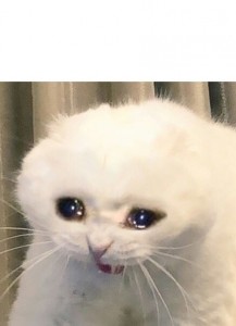 Создать мем: грустный котик, милые мемы с котиками, плачущие коты