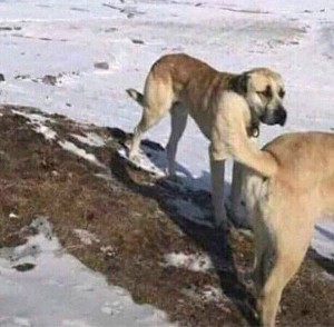 Create meme: dog, Russian hound, The Anatolian shepherd dog