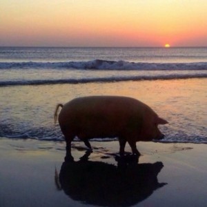 Create meme: pig, Landrace breed of pigs