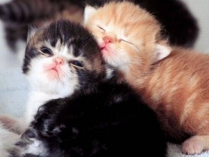 Create meme: animals cats, adorable kittens, cute kittens