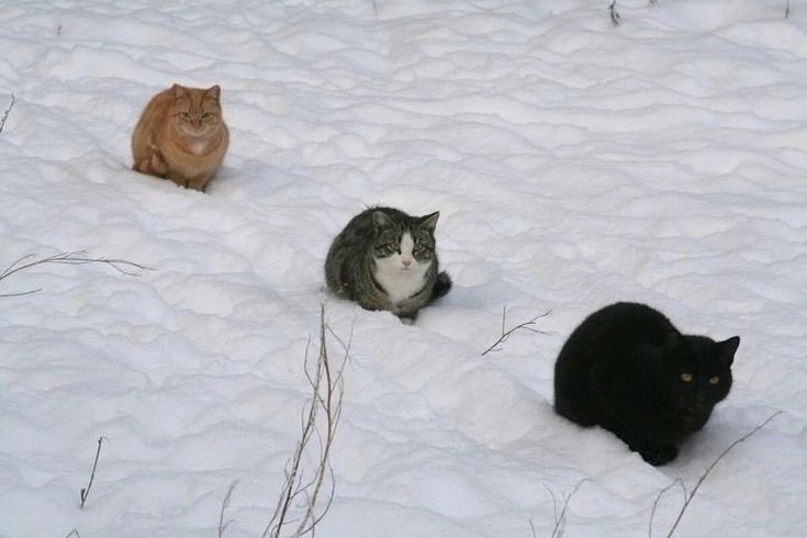 Create meme: Winter village cat, cats in winter, a cat in the cold