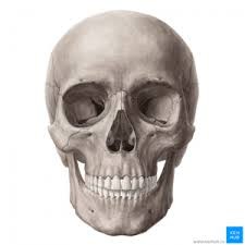 Создать мем: лицевой скелет, человеческий череп, лицевая часть черепа