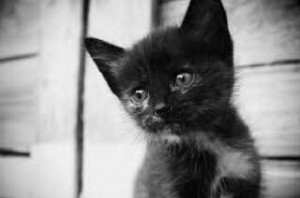 Создать мем: черный котик, милый черный котенок, котенок грустный