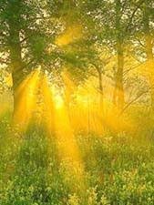 Create meme: sunny morning, the sun's rays, the bright sun