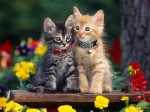Create meme: kitties, cat, cute kittens