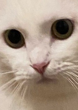 Создать мем: cute cat, котейка, белый кот мем