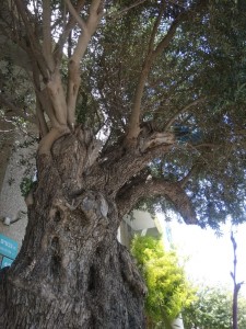 Create meme: tree SARV, the hollow Tulip tree in Golovinka info, the oldest tree in the Crimea