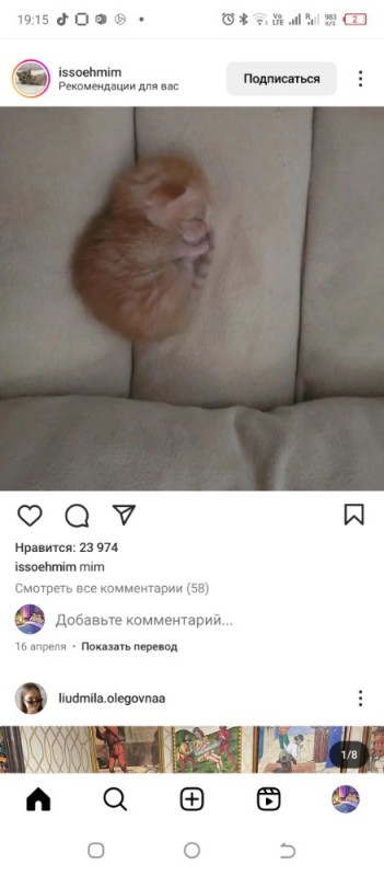 Create meme: adorable kittens, animals cute, animals 