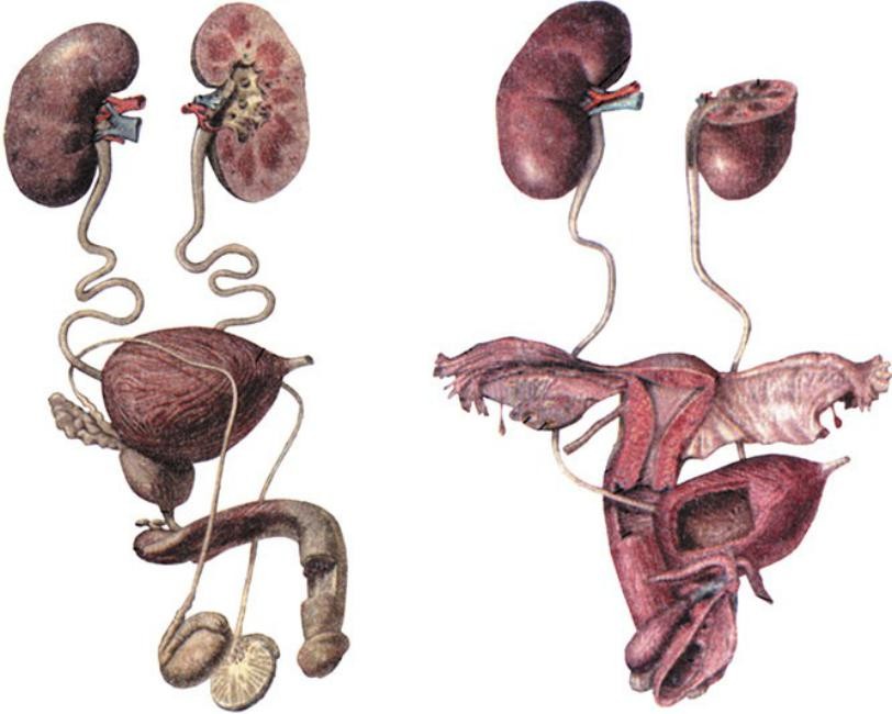 Половые органы мочевой системы. Мочеполовая система мочеточник женская. Мочеполовая система почки анатомия. Анатомический атлас Мочеполовая система. Мочевыделительная система женщины анатомия.