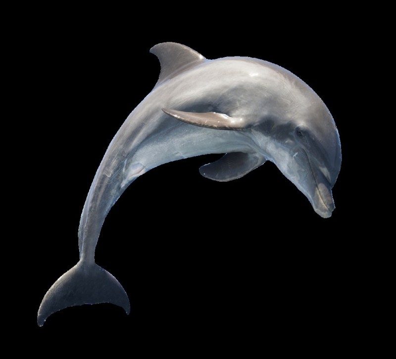 Создать мем: дельфин на белом фоне, дельфин без фона, дельфины