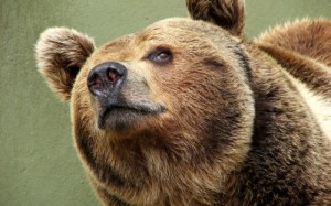 Create meme: animals, the muzzle of the bear, meme bear