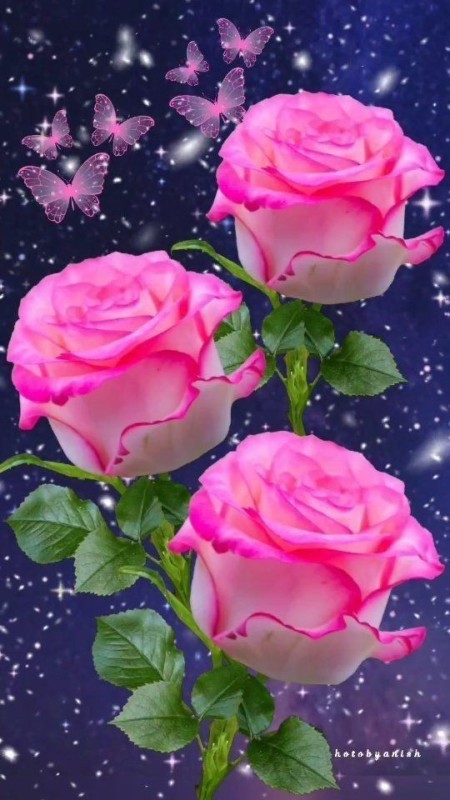 Создать мем: красивые розы, добрый вечер спокойной ночи, цветы красивые розы