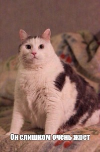 Создать мем: кот породы жиртрест котёнок, кот ласкуша, кот толстячок