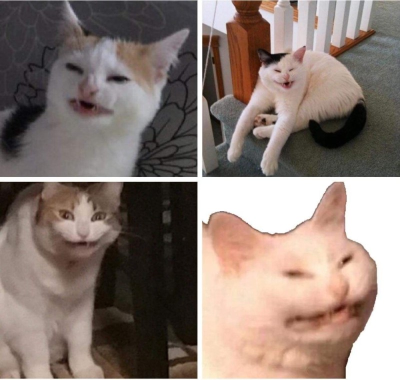 Создать мем: коты из мемов плачущие 1200х627, коты мемы без надписей, мем орущий кот