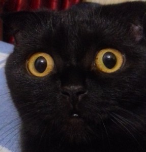 Создать мем: кошка черная, черный кот удивлен, кошка
