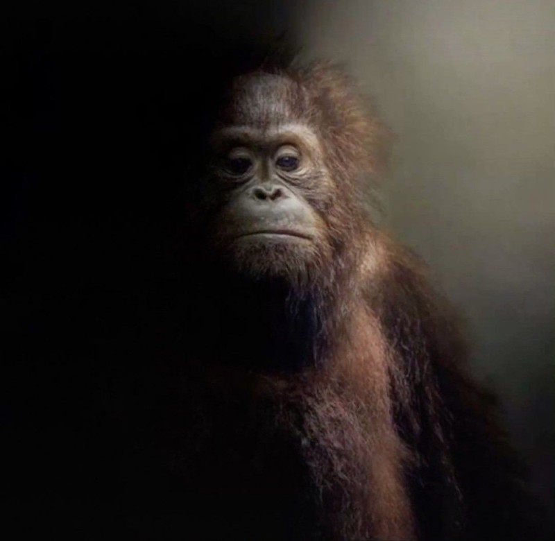 Create meme: orangutan meme, stinky the orangutan, orangutan monkey