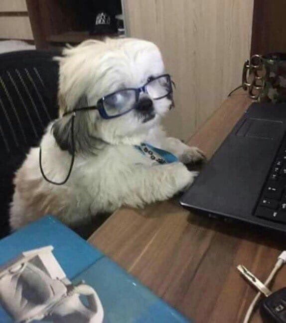 Создать мем: собака за ноутбуком, собака за компом, собака за компьютером