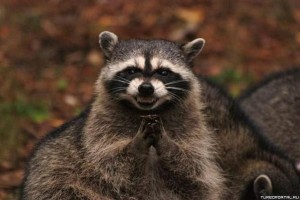 Create meme: evil raccoon, raccoons, sly raccoon