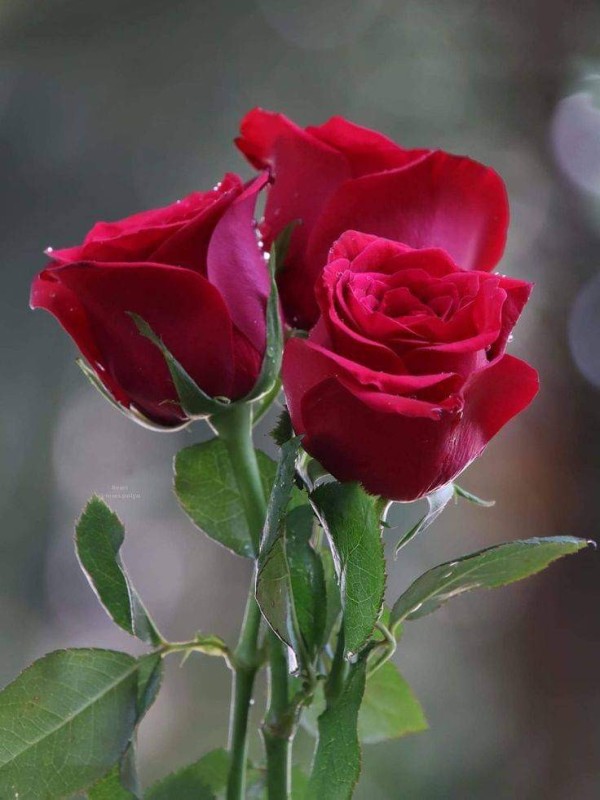 Create meme: flowers beautiful roses, flowers , red roses 