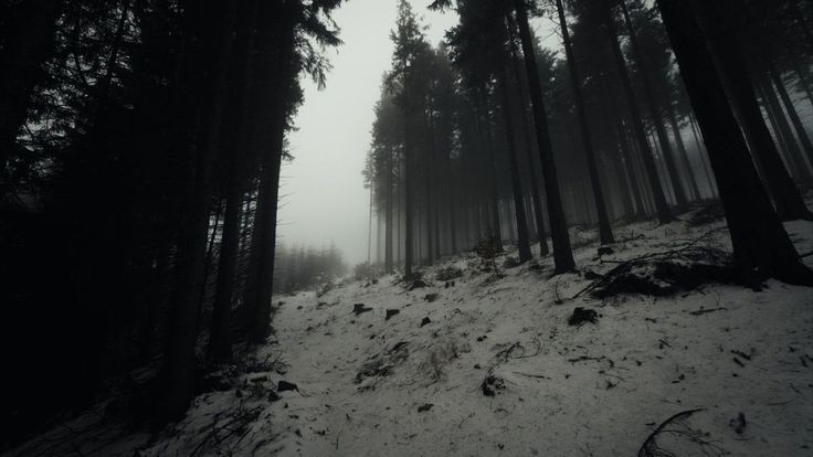 Create meme: dark forest, forest background is dark, black forest background