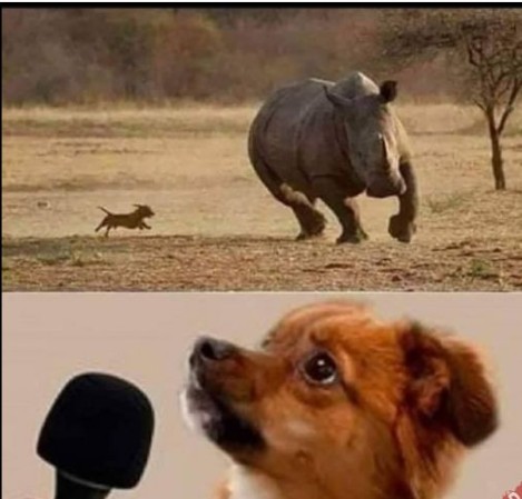Create meme: good boy, dog funny, funny rhinoceros