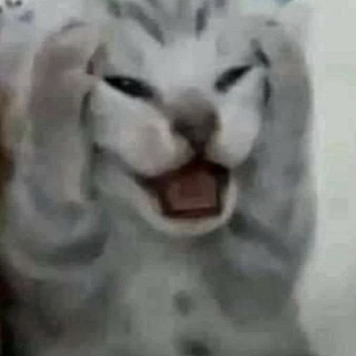 Create meme: The screaming cat, cat yells meme, screaming cat 