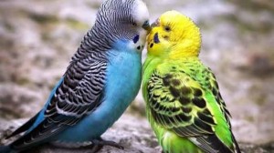 Создать мем: попугай красивый, попугайчики, волнистые попугайчики милые