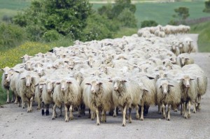 Создать мем: отара овец, фолклендские острова овцы, стадо баранов на дороге