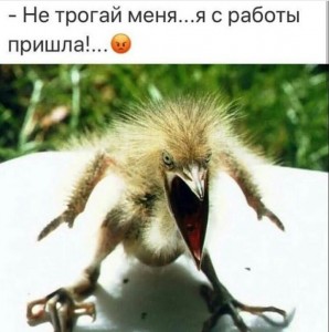 Create meme: angry bird, nestling American bittern, Chicks