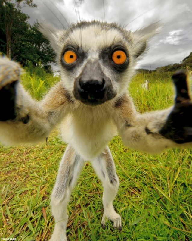 Create meme: funny lemur, uzbagoytes , animal lemur