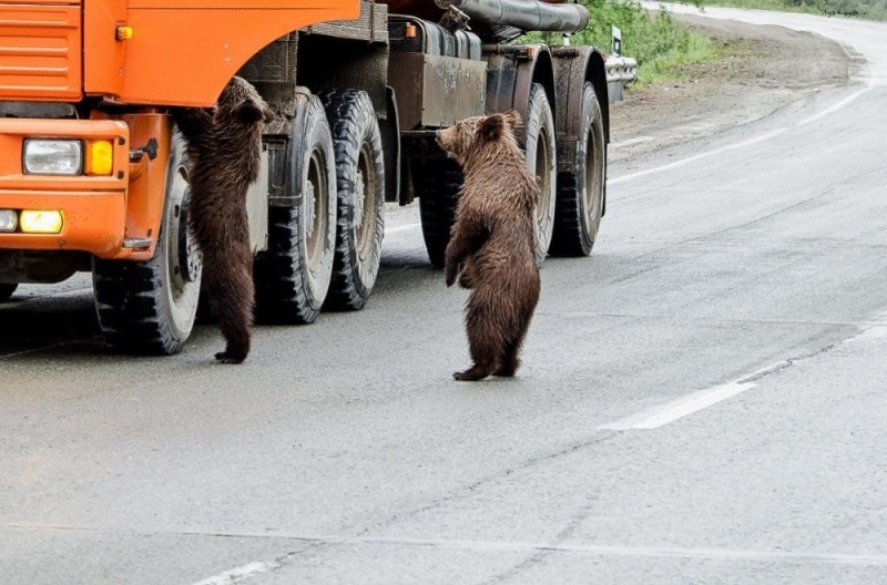 Создать мем: камаз медведь, медведи ходят по дорогам, смешные медведи на дороге