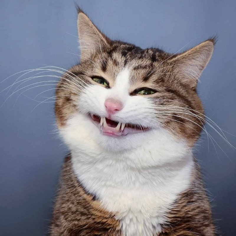 Создать мем: довольный кот, смеющийся котик, смеющийся кот