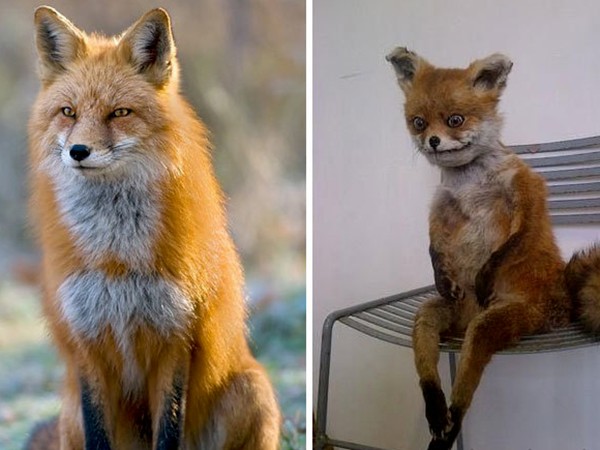 Create meme: Fox , meme stuffed fox, a stuffed Fox 
