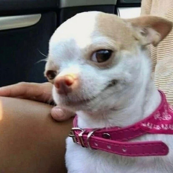 Create meme: Chihuahua meme, Chihuahua memes, Chihuahua dog