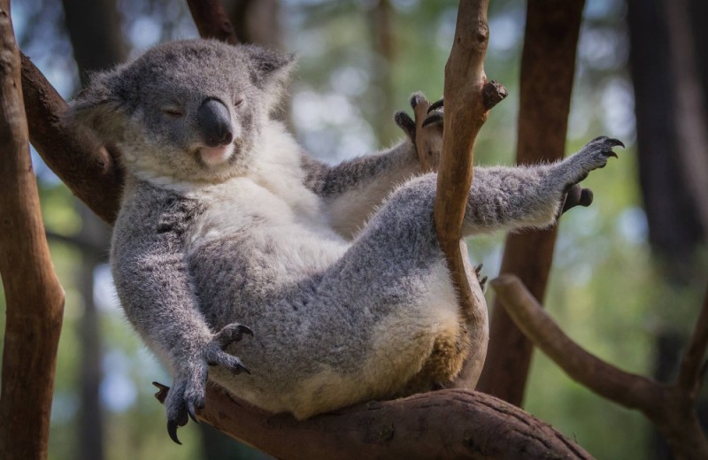 Создать мем: сумчатый медведь коала, самка коалы, коала австралия